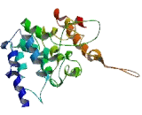 5"-Nucleotidase, Cytosolic IA (NT5C1A)