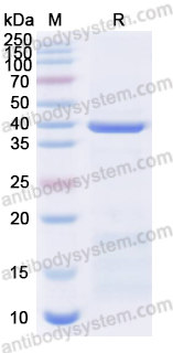 Валидация AntibodySystem YXX09301