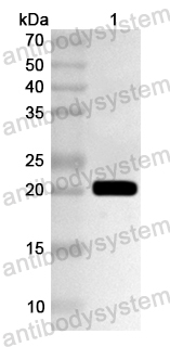 Валидация AntibodySystem PHA35501