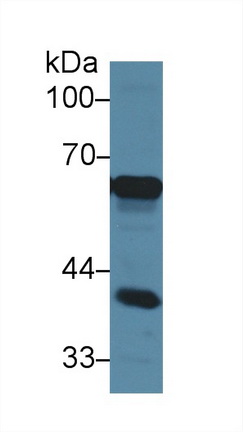 13591