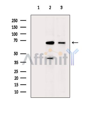 Валидация Affinity DF14684 - 10737