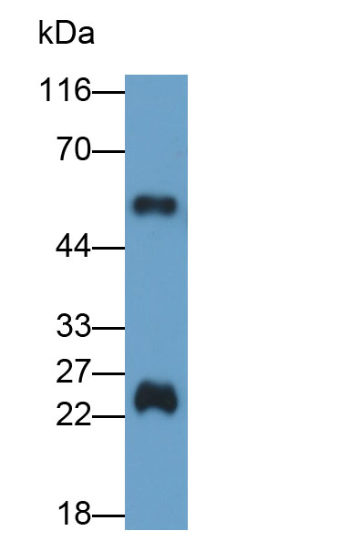 60584