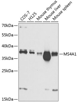 Валидация Elabscience E-AB-62658