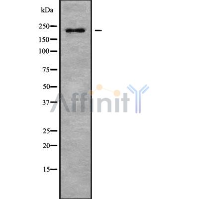 Валидация Affinity DF9648 - 22390