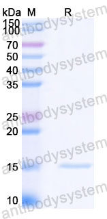 Валидация SDS-PAGE - AntibodySystem RXX10103