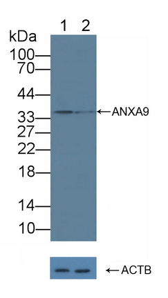 12168