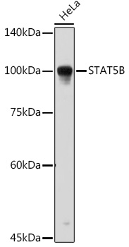 A12356, вестерн-блоттинг, лизат клеток HeLa (5858)