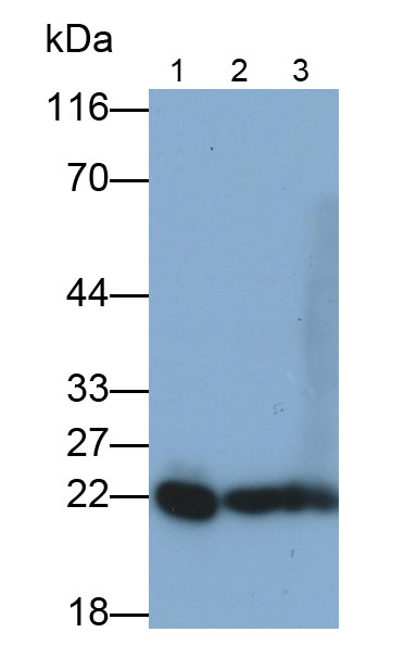 31682