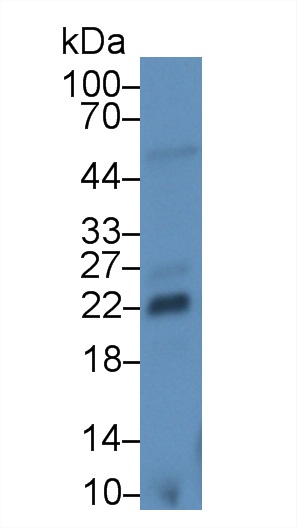 51119