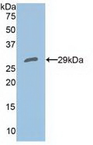 41601