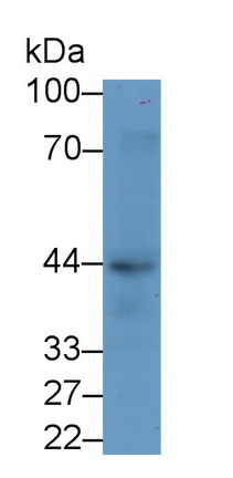 40591