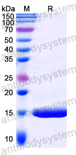 Валидация SDS-PAGE - AntibodySystem RXX10201