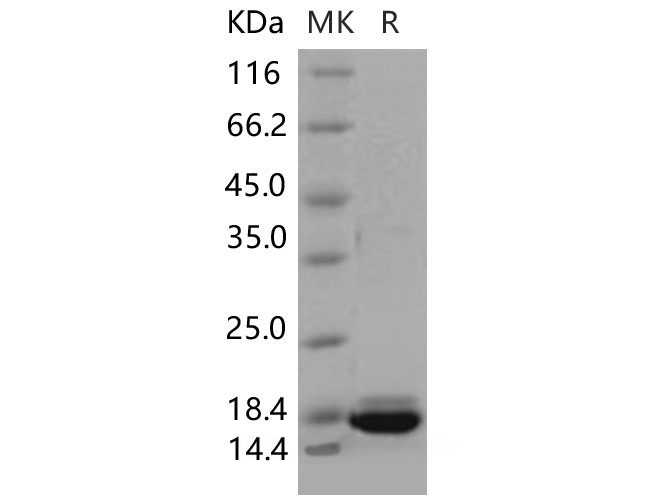 Валидация Elabscience PKSM040619(4604)
