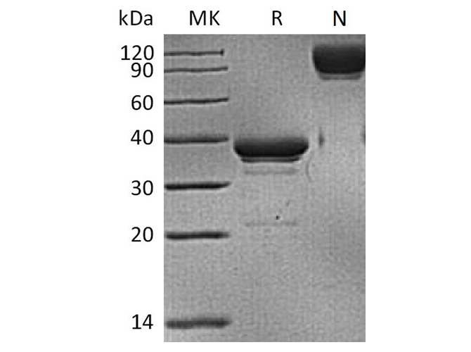 Валидация Elabscience PKSH033485(3791)