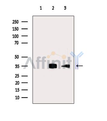 Валидация Affinity DF9083 - 21365