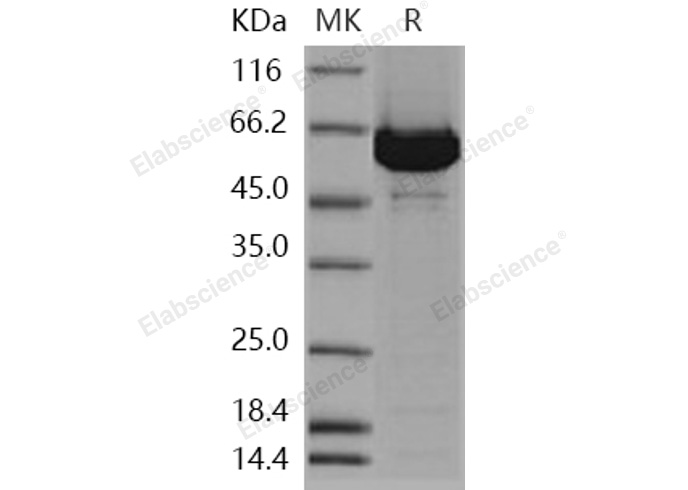 Валидация Elabscience PKSH031175(1944)