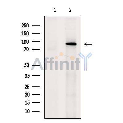 Валидация Affinity DF8942 - 21103