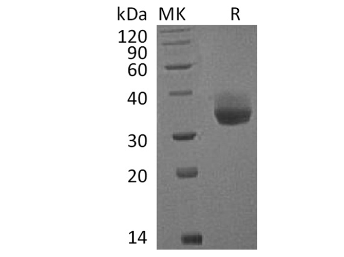 Валидация Elabscience PKSQ050024(5397)