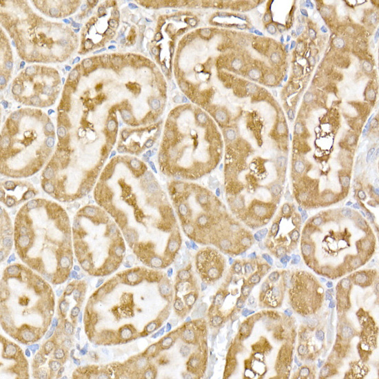 Валидация Elabscience E-AB-92315