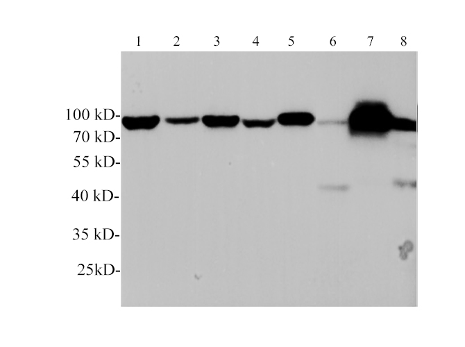 Валидация Elabscience E-AB-40588