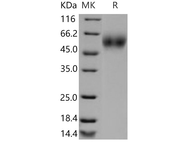 Валидация Elabscience PKSM040801(4765)