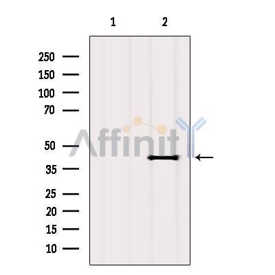 Валидация Affinity DF10248 - 5834