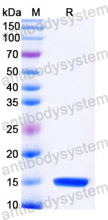 Валидация SDS-PAGE - AntibodySystem RZZ01814