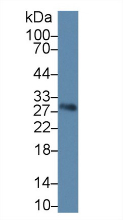 8729