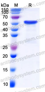 YHC08901, SDS-PAGE