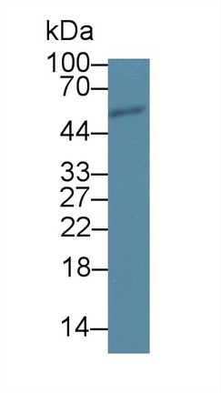 12747