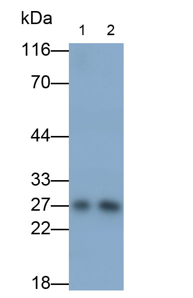 52676
