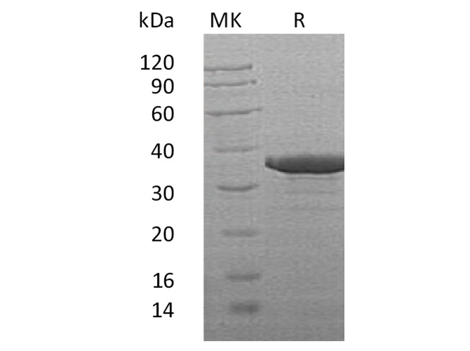 Валидация Elabscience PKSH033369(3700)