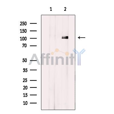 Валидация Affinity DF12153 - 6344