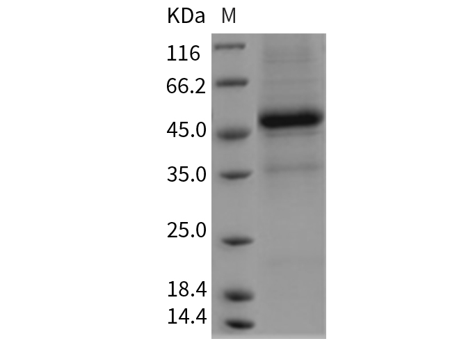 Валидация Elabscience PKSR030327(5670)