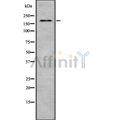 Валидация Affinity DF8673 - 20644