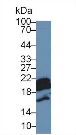 13307