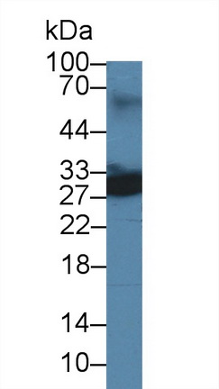 10069