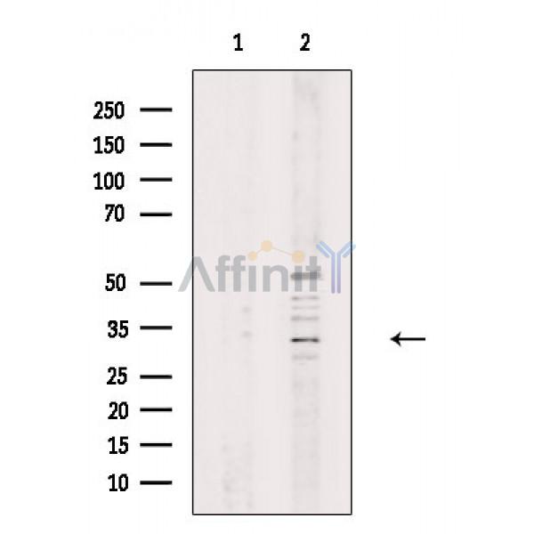 Валидация Affinity DF8698 - 20683