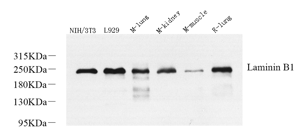 Валидация Elabscience E-AB-70329