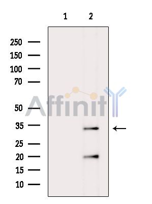 Валидация Affinity DF14508 - 10492