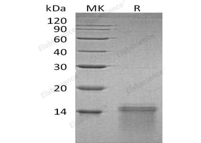 Валидация Elabscience PKSH033195(3545)
