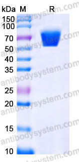 EHB48102, SDS-PAGE