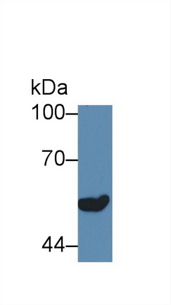 62657