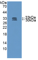 19636