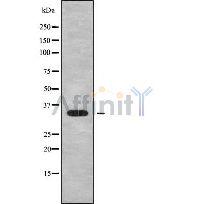 Валидация Affinity DF10237 - 5817