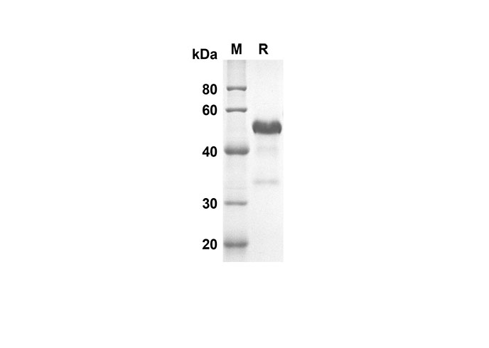 Валидация Elabscience PDMM100067(1039)