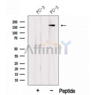 Валидация Affinity DF12653 - 7297