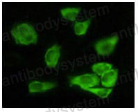 Валидация IF - AntibodySystem RHE72005