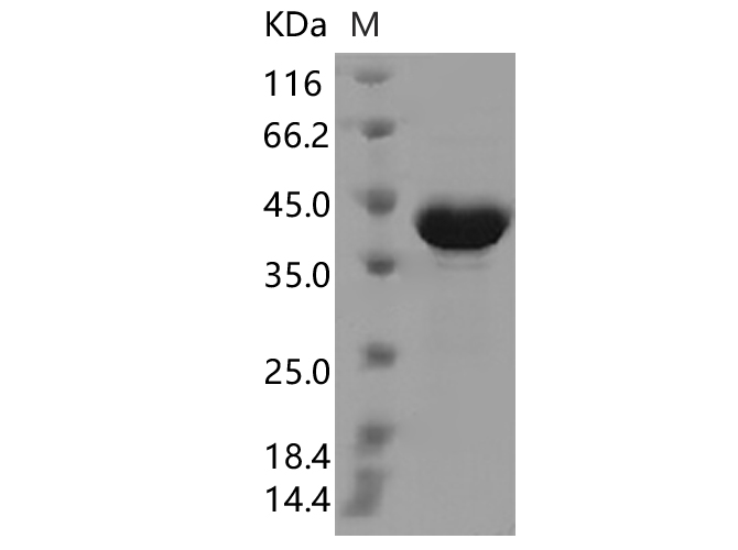Валидация Elabscience PKSV030340(6072)