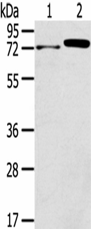 Валидация Elabscience E-AB-17464